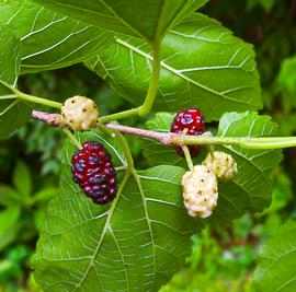   Fruits:   Morus rubra ; Photo by Wplynn, flickr.com
